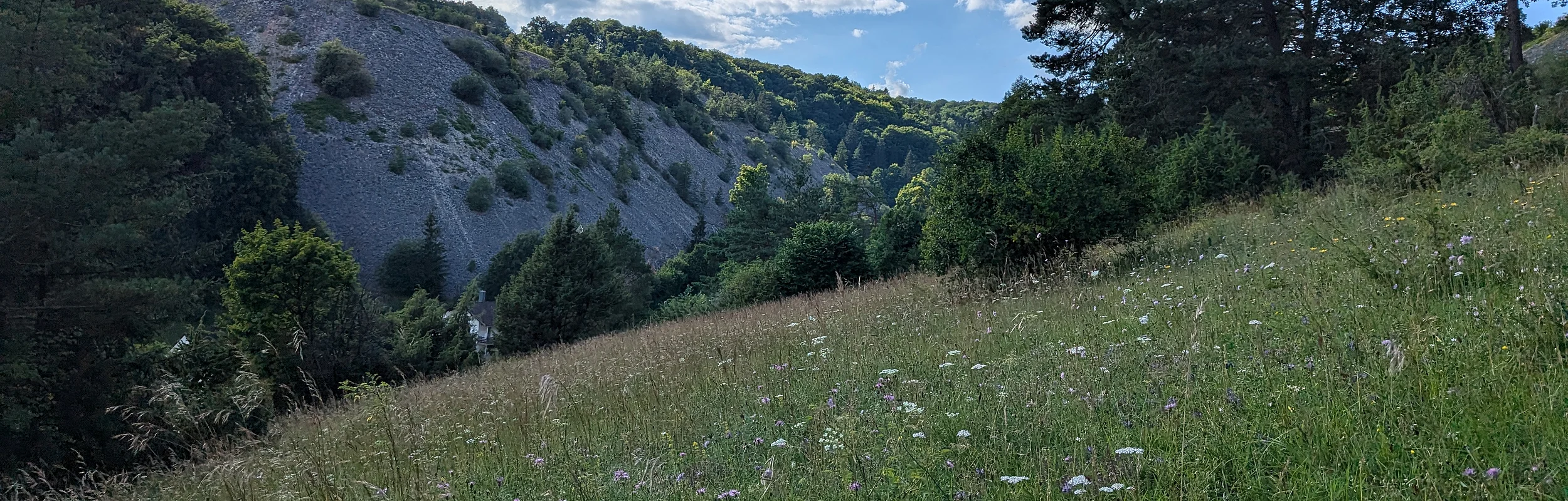 Grüne Wiese mit Wildblumen, Bäumen und bewaldeten Hügeln unter blauem Himmel mit Wolken.