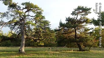 Zwei Kiefern auf einer Wiese mit Wald im Hintergrund bei Tageslicht.