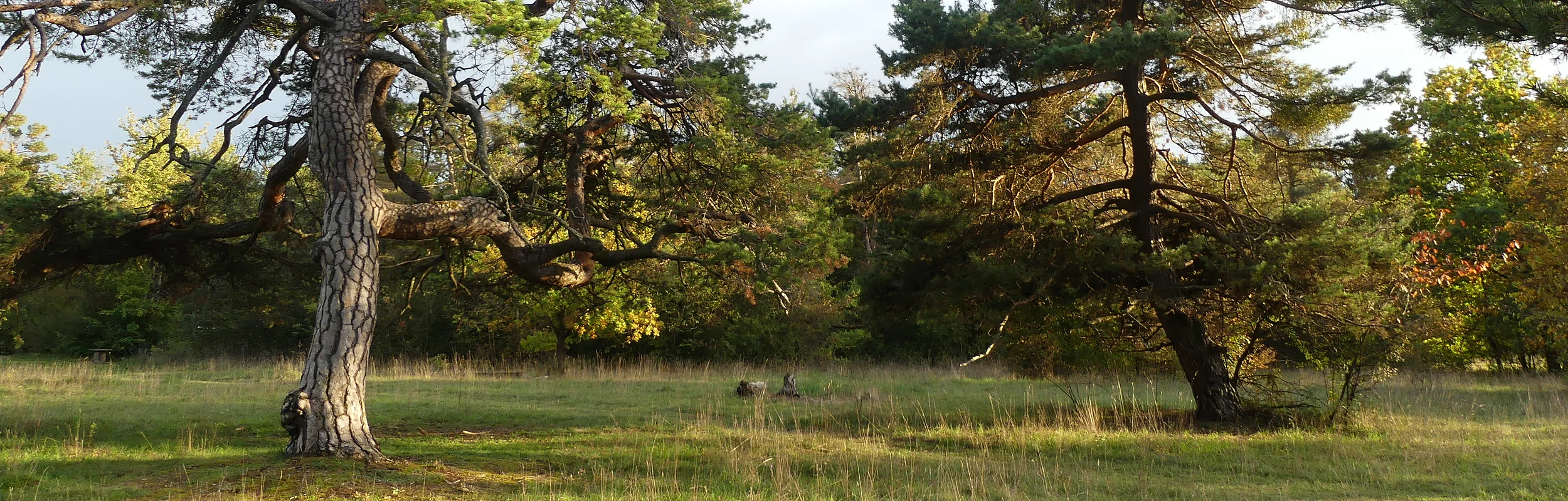 Zwei Kiefern auf einer Wiese mit Wald im Hintergrund bei Tageslicht.