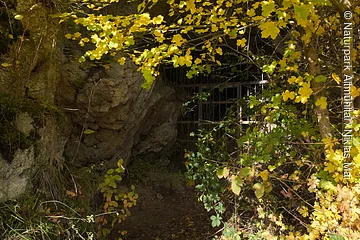 Eingang einer Höhle mit Gitter, umgeben von herbstlichen gelben Blättern und Felsen.