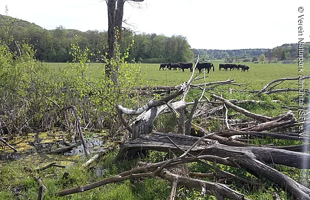 Grüne Wiese mit grasenden Kühen im Hintergrund und umgestürzten Baumstämmen im Vordergrund.