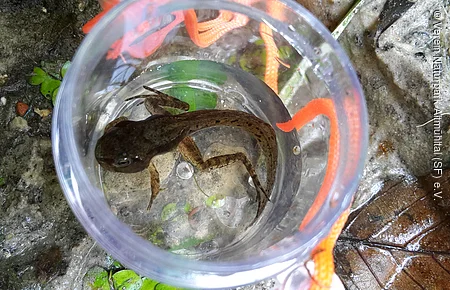 Braune Kaulquappe in einem durchsichtigen Plastikbecher mit etwas Wasser, umgeben von Erde und Blättern.