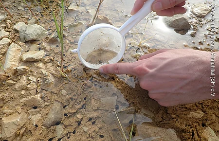 Hand hält weißen Kescher über Wasser mit schwarzen Kaulquappen und Steinen im flachen Gewässer