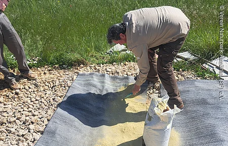Mann verteilt gelbes Pulver auf einer grauen Matte auf Kiesfläche neben grünen Feldern mit Blumen.