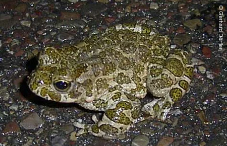 Grünlich-braune Kröte mit Flecken auf nassem, kieselsteinbedecktem Boden bei Nacht.