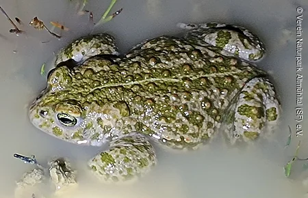 Grünlich-braune Kröte mit warziger Haut sitzt im trüben Wasser mit etwas Pflanzenmaterial.