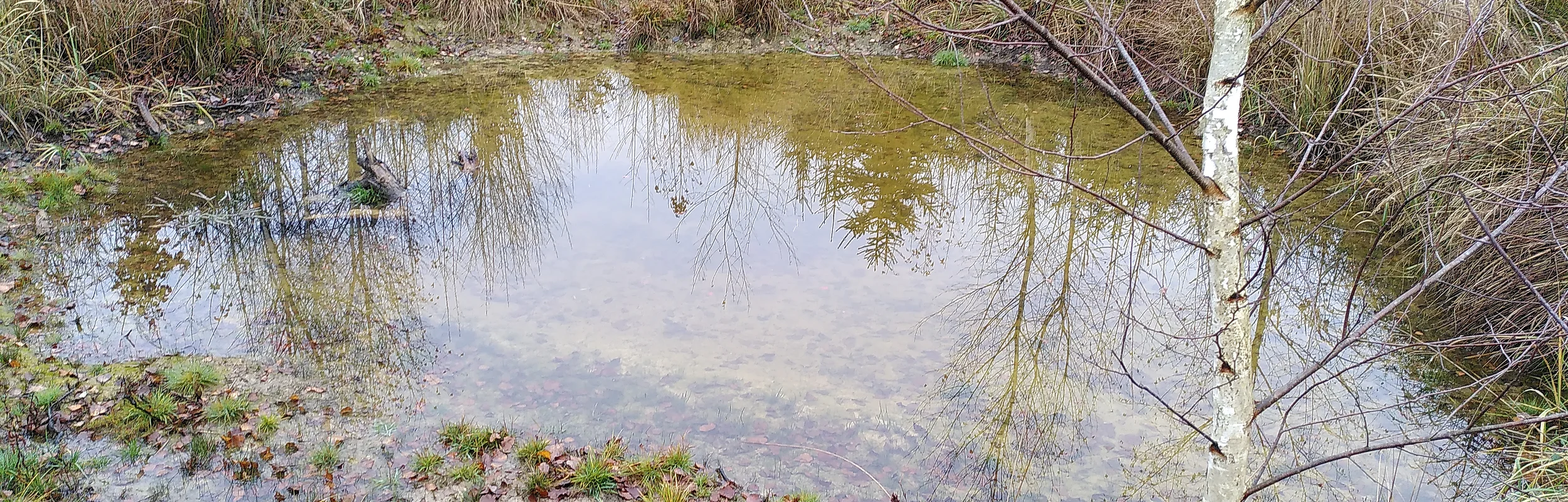 Wassergefüllte Vertiefung im Erdboden zwischen Bäumen