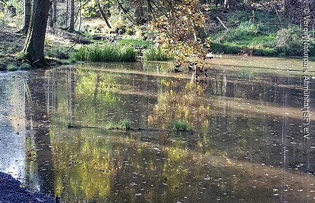 Waldsee mit herbstlich gefärbten Bäumen und deren Spiegelung auf der Wasseroberfläche.