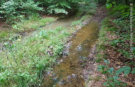 Waldweg mit zwei schlammigen Wasserpfützen und dichtem Grün an den Seiten.