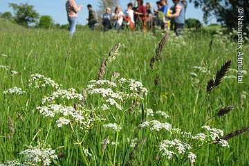 Eine Gruppe hört konzentriert den Ausführungen von Frau Beck während einer Kräuterwanderung zu.