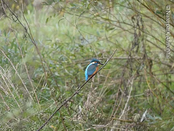 Ein Eisvogel sitzt auf einem Ast über der Altmühl