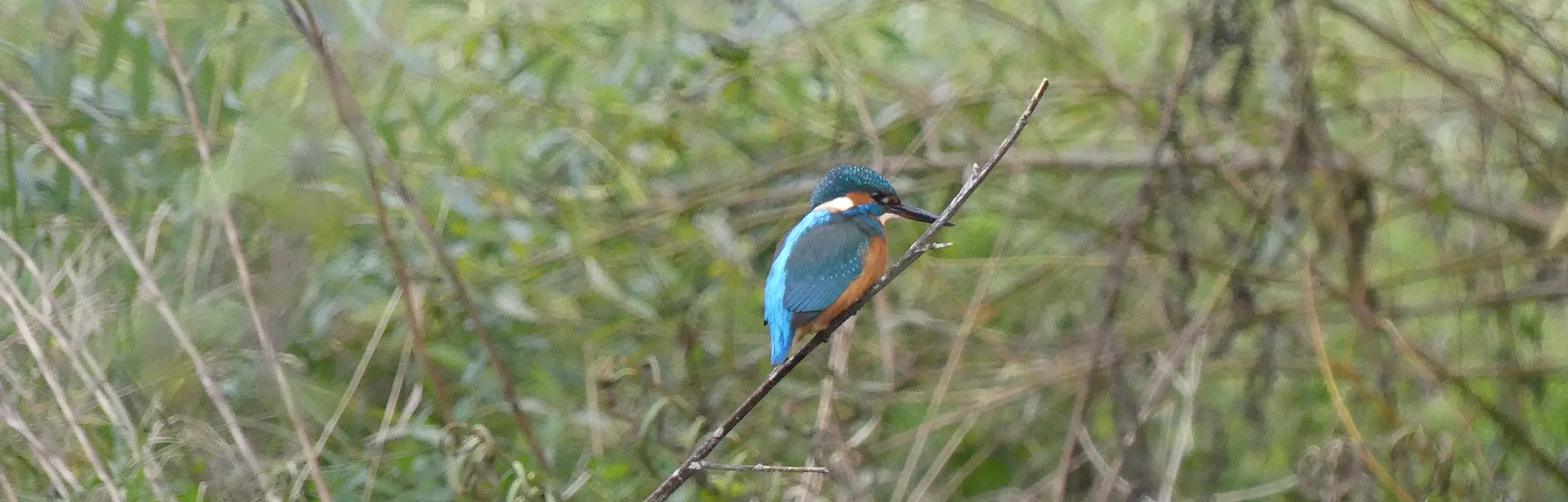 Ein Eisvogel sitzt auf einem Ast über der Altmühl