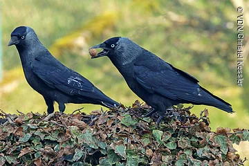 Zwei Dohle-Vögel auf einem Ast, einer hält eine Walnuss im Schnabel.