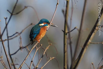 Eisvogel mit blau-orangefarbenem Gefieder sitzt auf einem dünnen Ast vor unscharfem Hintergrund.