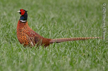 Fasan mit rotem Kopf und langem Schwanz steht im grünen Gras auf einer Wiese.