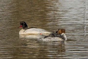 Zwei Schwimmenten, eine mit schwarzem Kopf und rotem Schnabel, auf ruhigem Wasser schwimmend.