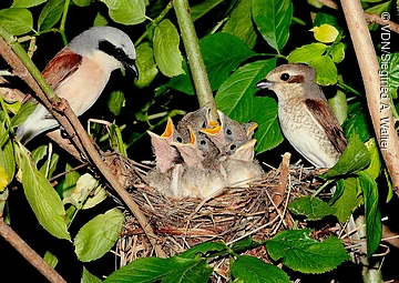 Nest mit fünf Jungvögeln und zwei erwachsenen Vögeln auf Ästen mit grünen Blättern.