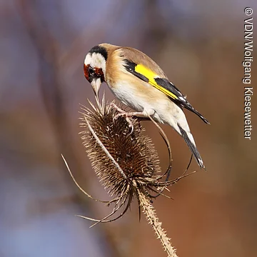 Vogel mit gelben Flügeln sitzt auf einer trockenen, stacheligen Pflanze vor unscharfem Hintergrund.