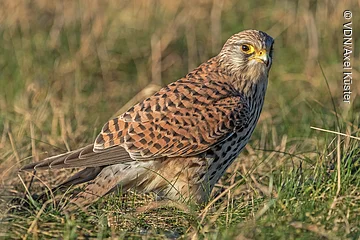 Falke mit braun-schwarzem Gefieder steht im Gras und blickt nach rechts.