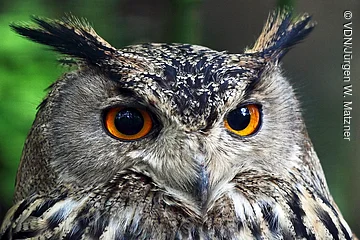 Nahaufnahme eines Uhus mit orangefarbenen Augen und auffälligen Federohren vor grünem Hintergrund