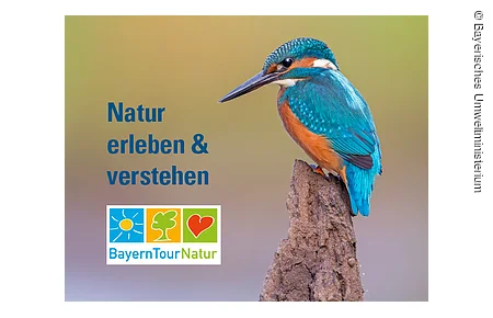 Blau und orange gefiederter Vogel mit spitzen Schnabel sitz ruhig auf braunen Ast. Logo mit Sonne, Baum und Herz.