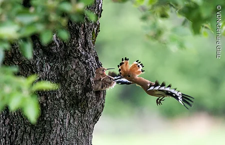 Elsterartiger Vogel füttert zwei Jungvögel im Baumloch, grüne Blätter im Vordergrund und Hintergrund.