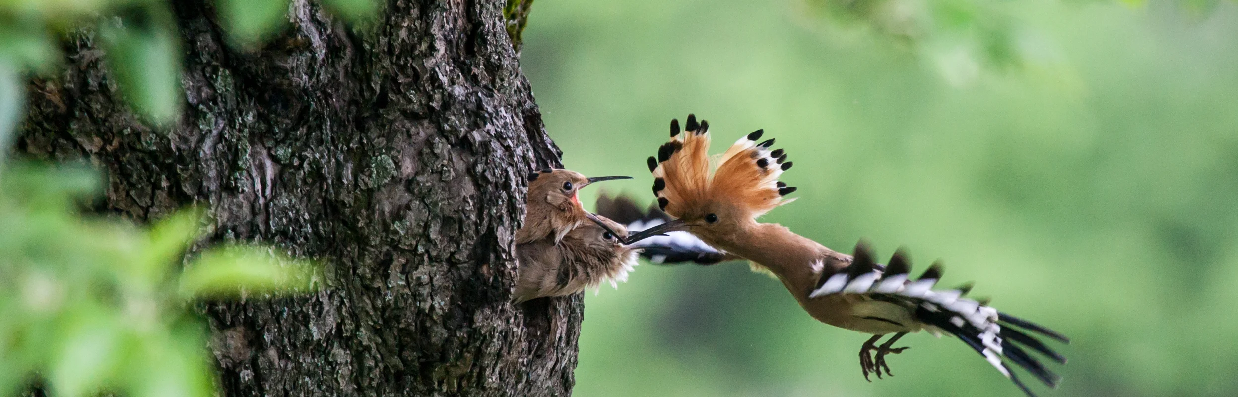 Elsterartiger Vogel füttert zwei Jungvögel im Baumloch, grüne Blätter im Vordergrund und Hintergrund.