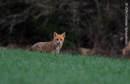 Rotfuchs steht im grünen Gras vor dunklem Waldhintergrund und blickt zur Kamera.