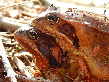 Nahaufnahme von zwei braunen Fröschen, die auf Waldboden mit Blättern und Zweigen sitzen.