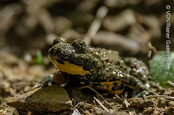 Nahaufnahme eines braunen Frosches mit gelbem Bauch auf Waldboden mit Blättern und Erde.