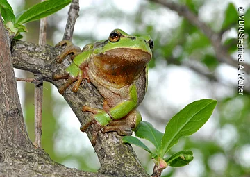 Grüner Frosch sitzt auf einem Baumast mit grünen Blättern im Hintergrund.