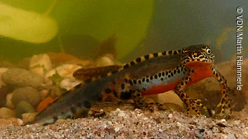 Amphibie mit schwarzem und orangefarbenem Muster auf sandigem Untergrund unter Wasser.