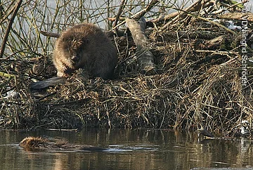 Biber sitzt auf einem Damm aus Ästen und Zweigen, ein weiterer schwimmt im Wasser davor.