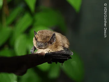 Braune Fledermaus sitzt auf einem Ast vor grünem unscharfem Hintergrund.