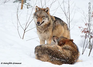 Zwei Wölfe im Schnee, einer steht und blickt nach vorne, der andere liegt und schaut zum stehenden Wolf.