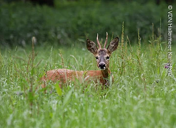 Rehbock mit kleinen Geweihen steht im hohen Gras einer grünen Wiese und blickt in die Kamera.