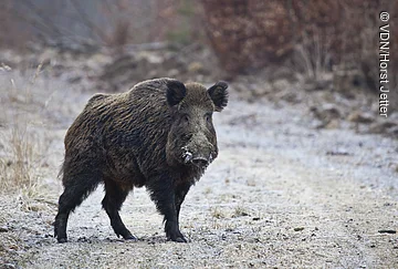 Wildschwein steht auf einem frostbedeckten Waldweg mit unscharfem Hintergrund aus Büschen und Bäumen.