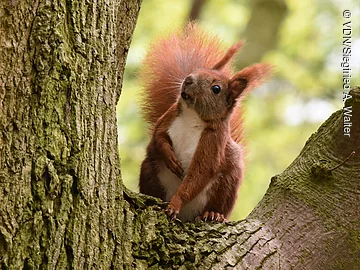 Eichhörnchen mit buschigem Schwanz sitzt auf einem Baumstamm vor unscharf grünem Hintergrund.