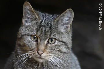 Nahaufnahme eines grauen Wildkatzenkopfes vor dunklem Hintergrund