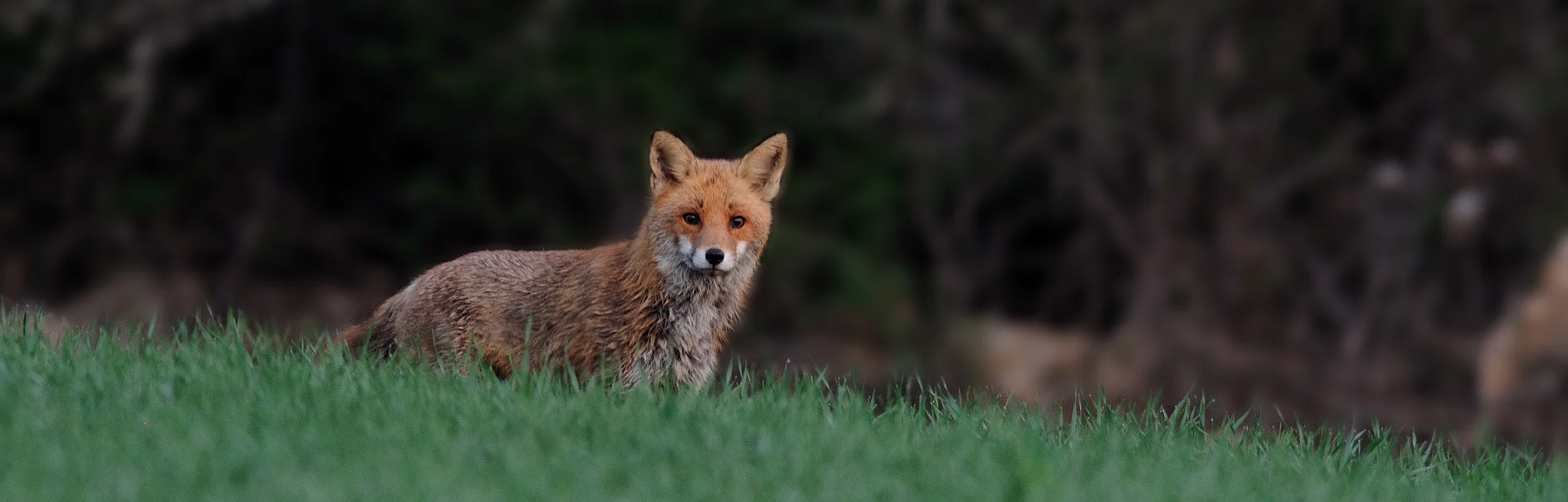Rotfuchs steht im grünen Gras vor dunklem Waldhintergrund und blickt zur Kamera.