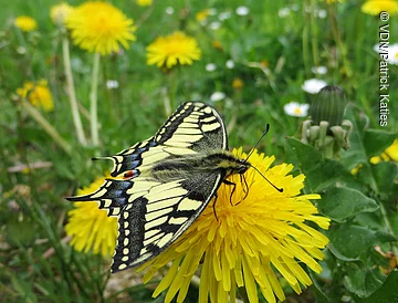 Schwalbenschwanz-Schmetterling sitzt auf gelber Löwenzahnblüte in grüner Wiese mit weiteren Blumen.