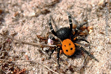 Spinne mit orange-schwarzem Körper und Punkten auf sandigem Boden mit kleinen Zweigen und Steinen.