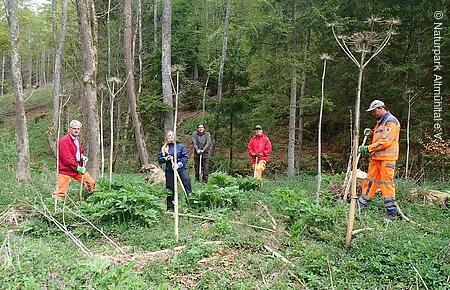 Riesenbärenklau Gruppenbild