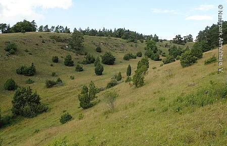 Wacholderheide