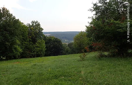 Wiese