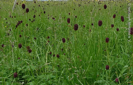 Feuchtwiese mit Wiesenknopf Feuchtwiese mit Wiesenknopf