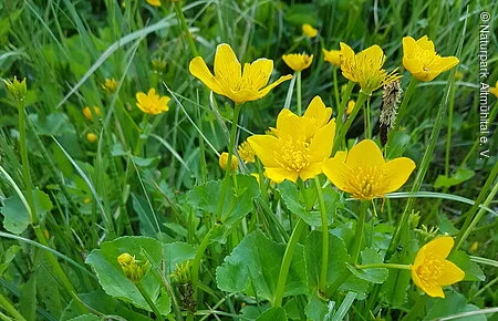 Sumpfdotterblume Sumpfdotterblume