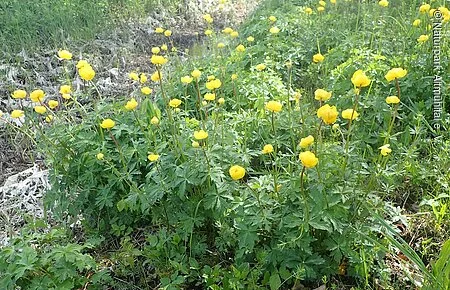 Trollblume Trollblume