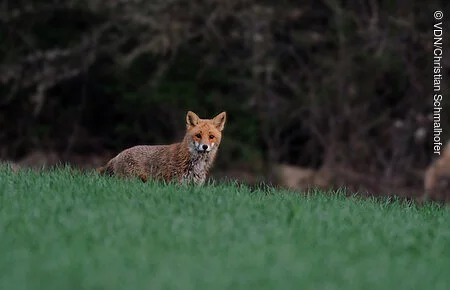 Fuchs Ein Fuchs steht im Feld vor einem Waldrand.