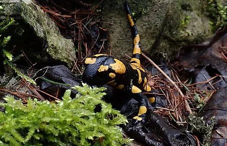 Feuersalamander